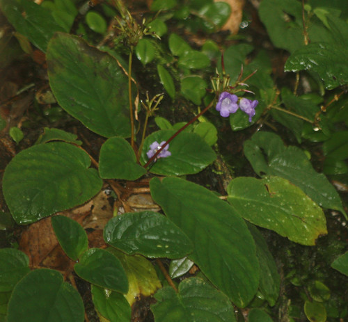 Paraboea rufescens