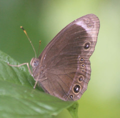 Mycalesis anaxias