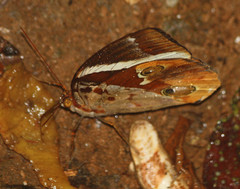 Thauria lathyi