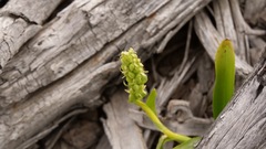 Platanthera huronensis
