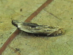 Monochroa gilvolinella