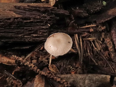 Bolbitius pluteoides