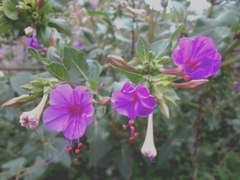 Mirabilis jalapa