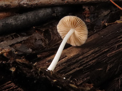 Bolbitius pluteoides