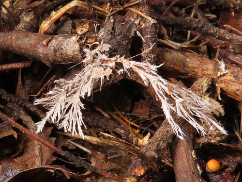 Etheirodon fimbriatum