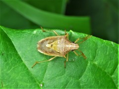 Oebalus
