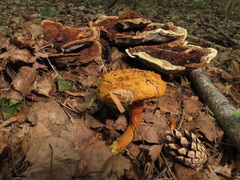 Buchwaldoboletus lignicola