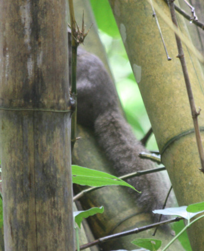 Callosciurus inornatus