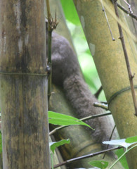 Callosciurus inornatus
