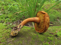 Buchwaldoboletus lignicola