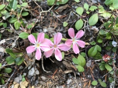 Phlox adsurgens