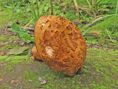 Buchwaldoboletus lignicola