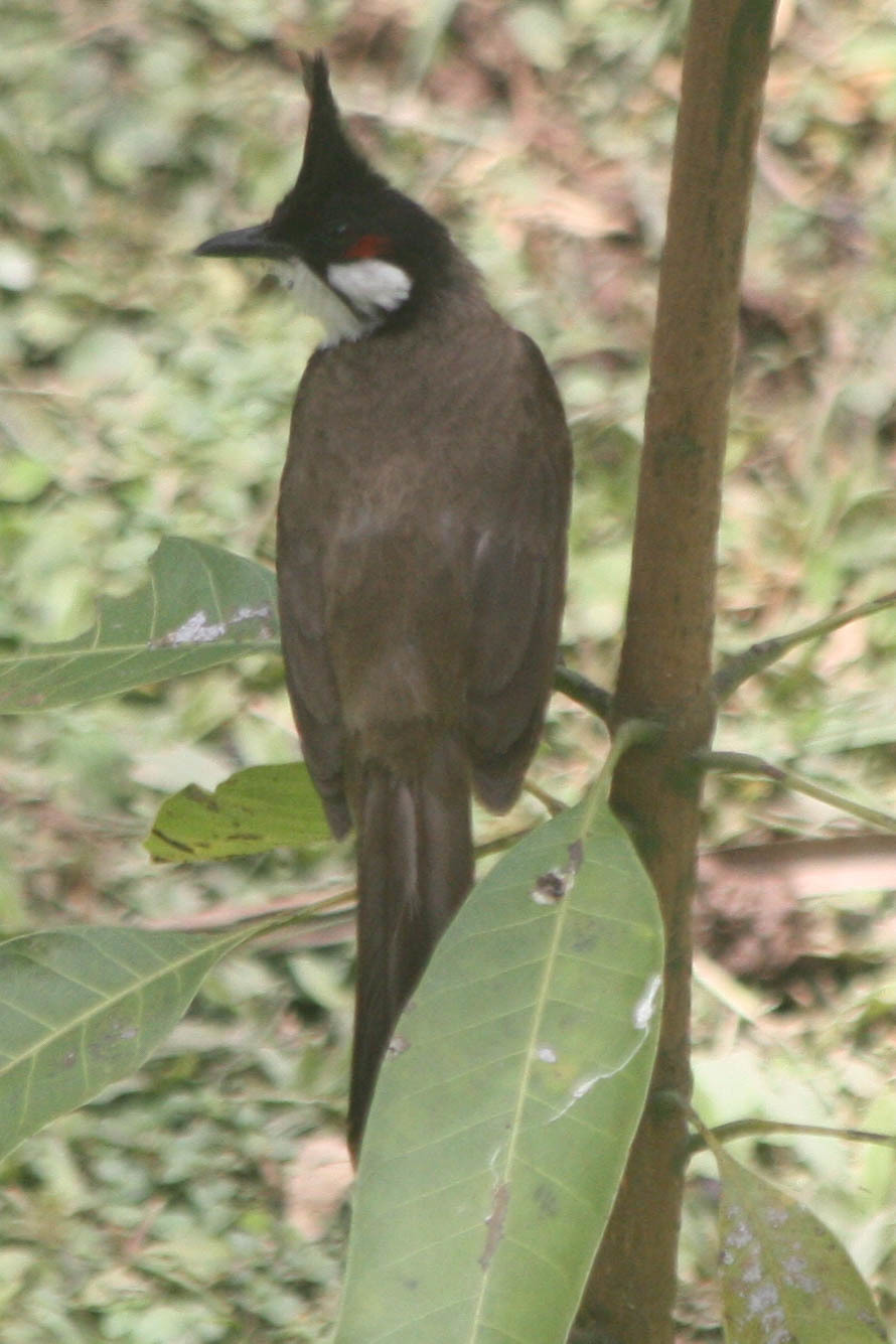 Red-whiskered Bulbul