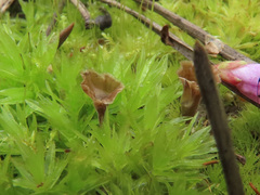 Cotylidia undulata