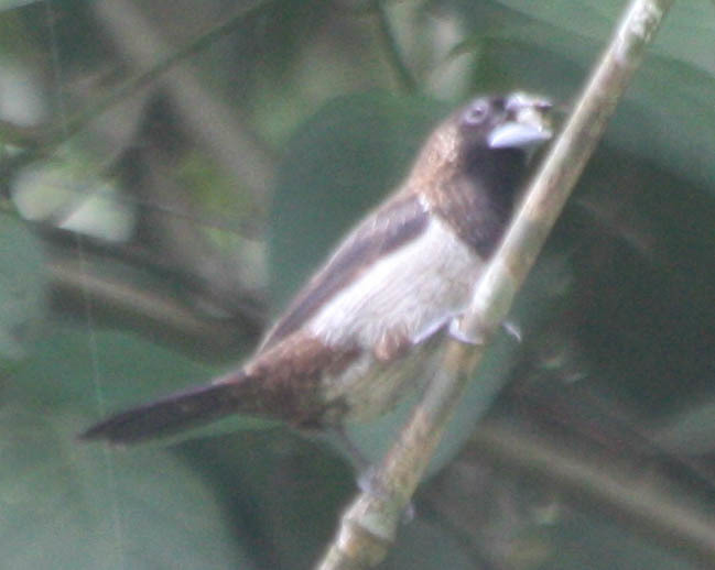 White-rumped Munia