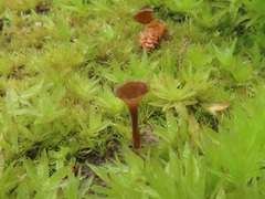 Cotylidia undulata