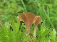 Cotylidia undulata