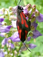 Zygaena osterodensis