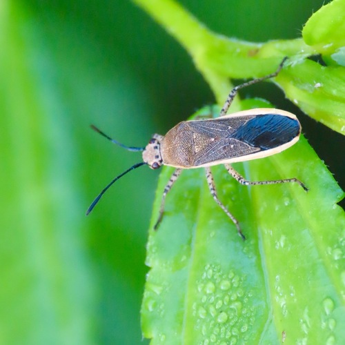 Catorhintha selector (Catorhintha selector)