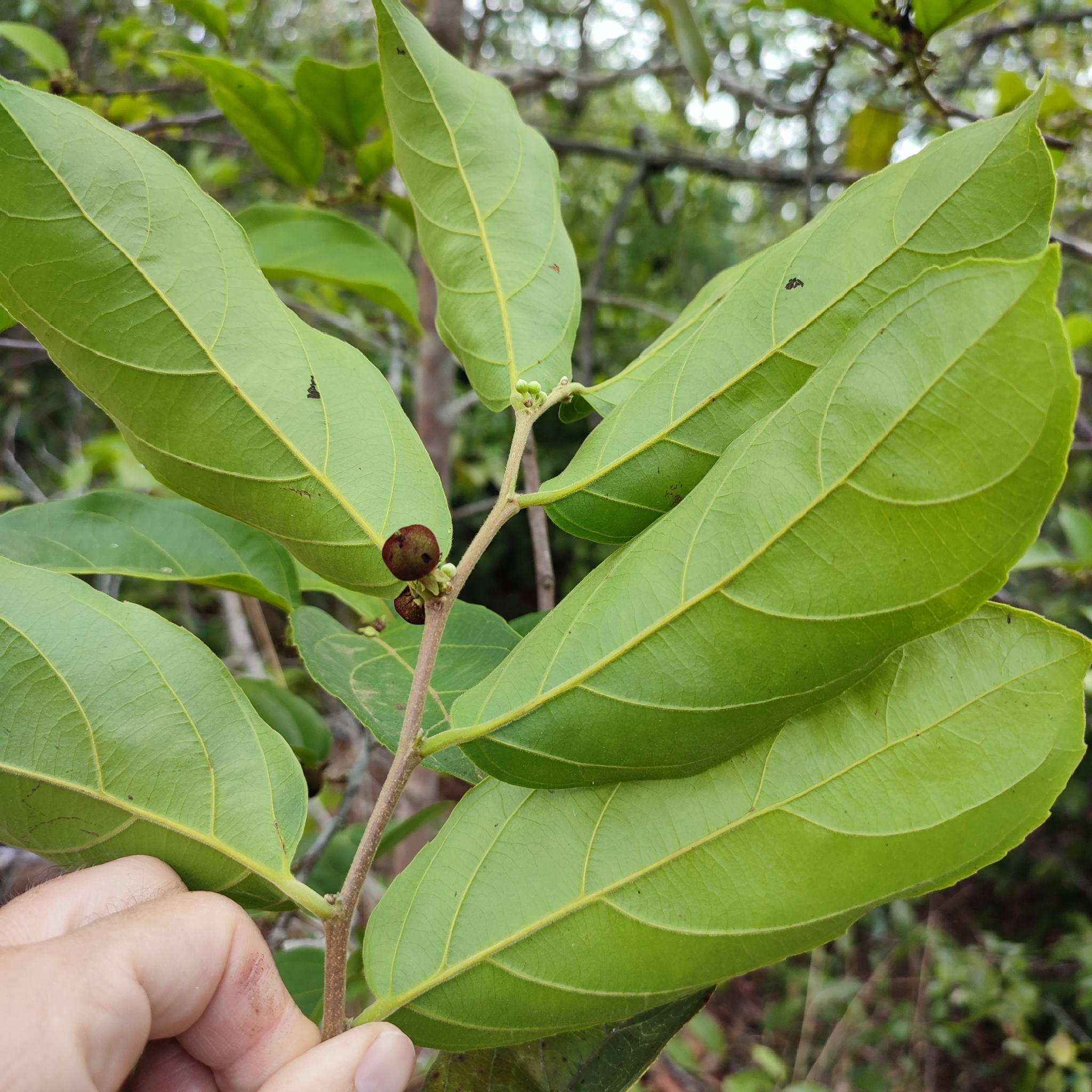 Imagem de Pimenta-de-macaco