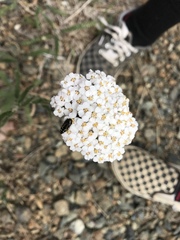 Acmaeoderini