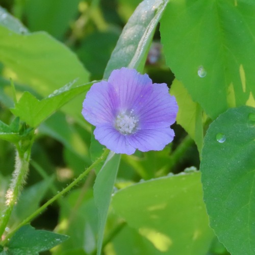 violettas (Anoda cristata)