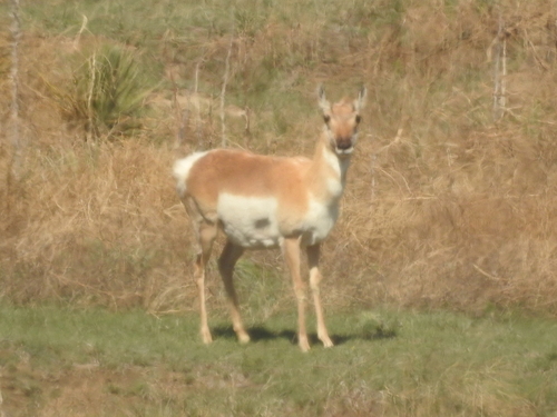 Pronghorn photographed in Kansas