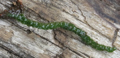 Elodea canadensis