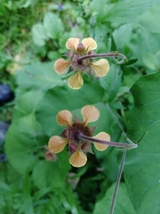 Geum × intermedium