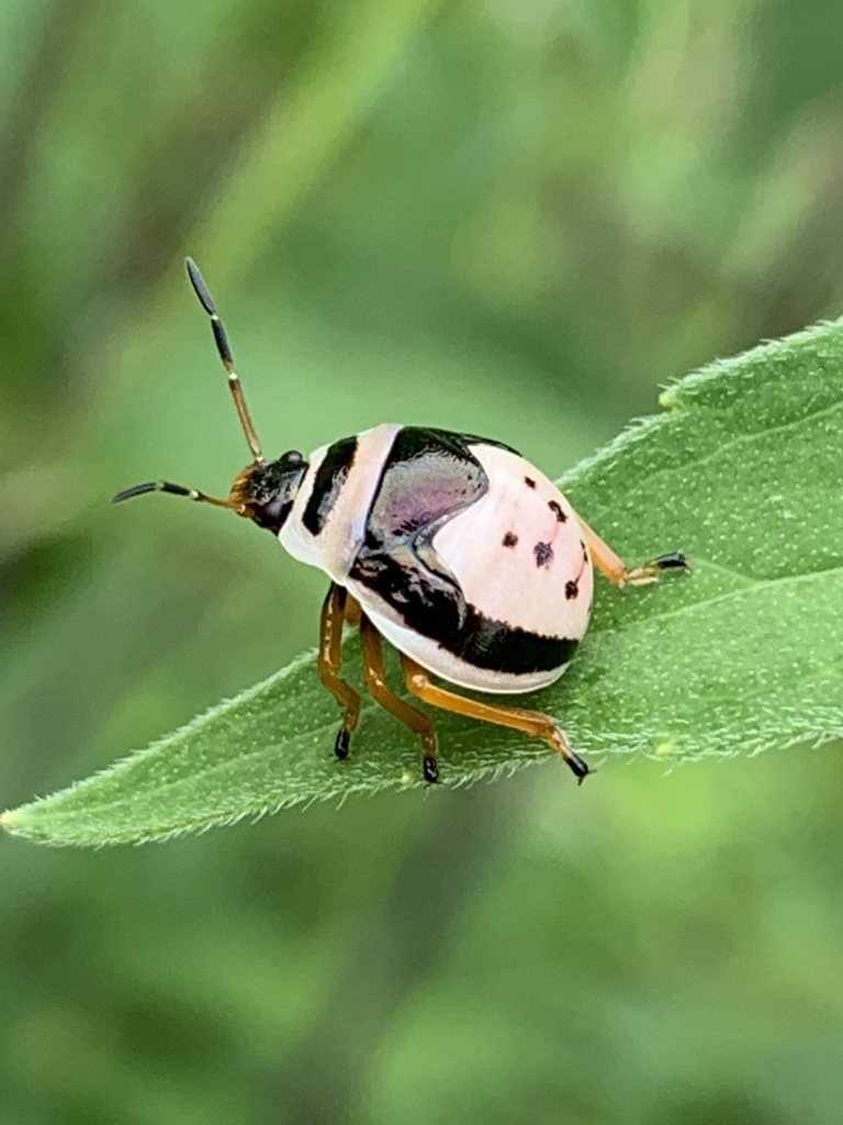 Anchor Stink Bug