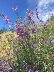 Penstemon sepalulus