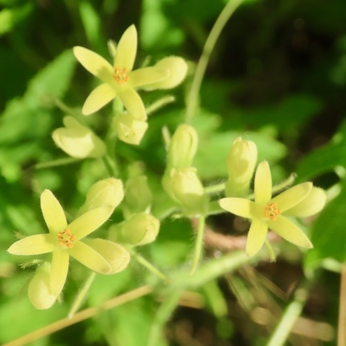 Chichicaste (Gronovia scandens)