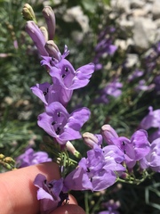 Penstemon sepalulus