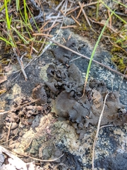 Dermatocarpon muhlenbergii