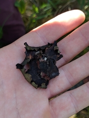 Dermatocarpon muhlenbergii