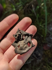 Dermatocarpon muhlenbergii