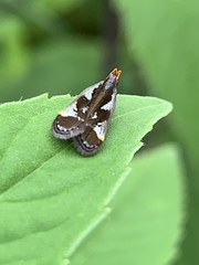 Dichomeris ochripalpella