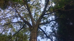 Elaeocarpus sylvestris