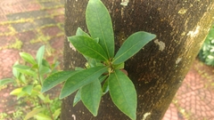 Elaeocarpus sylvestris