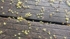 Elaeocarpus sylvestris