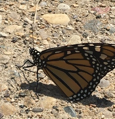 Danaus plexippus