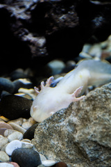 Ambystoma mexicanum