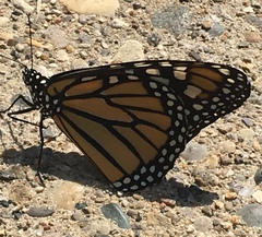 Danaus plexippus