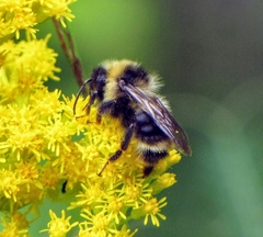 Bombus flavidus flavidus