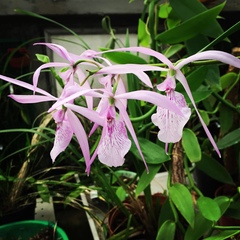 Encyclia adenocaula