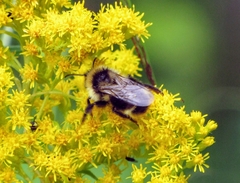 Bombus flavidus flavidus
