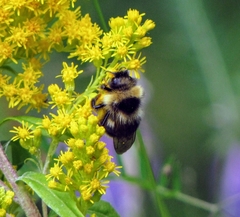 Bombus flavidus flavidus