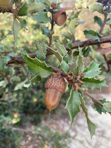 Quercus berberidifolia × dumosa