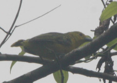 Aegithina lafresnayei