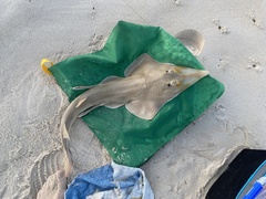 Shovel-nosed Ray